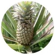 Ananas