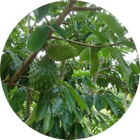 Annona Squamosa - Atemoya