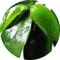 Annona Squamosa - Atemoya