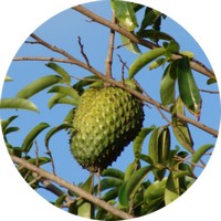 Annona Squamosa - Graviola o Guanabana