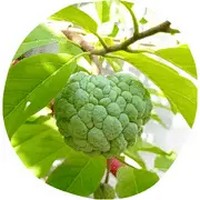 Annona Squamosa - Graviola o Guanabana
