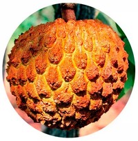 Annona Squamosa - Atemoya