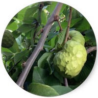 Chirimoyo - Annona Triloba - Pawpaw