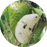 Chirimoyo - Annona Triloba - Pawpaw