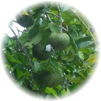 Guanabana - Annona Montana