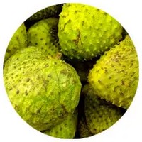 Guanabana - Annona Montana