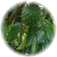 Guanabana - Annona Muricata