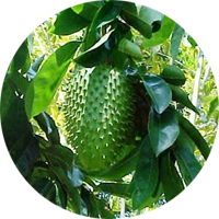 Guanabana - Annona Muricata
