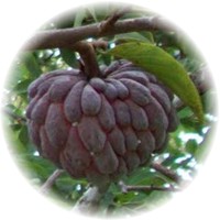 Guanabana - Annona Reticulata