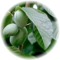 Annona Triloba - Chirimoyo - Paw Paw