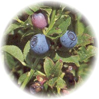 Arandano - Vaccinium