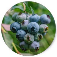 Arandano - Vaccinium