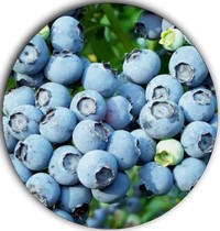 Arandano - Airelle - Bilberry - Vaccinium