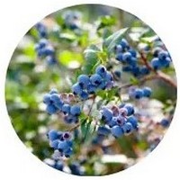 Vaccinium Corymbosum