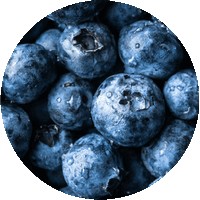 Vaccinium Corymbosum