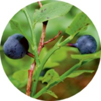 Vaccinium Myrtillus