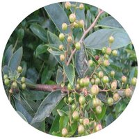 Arandano - Vaccinium Bracteatum