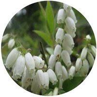 Vaccinium Bracteatum