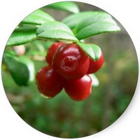 Vaccinium Vitis-Idaea - Lingonberry