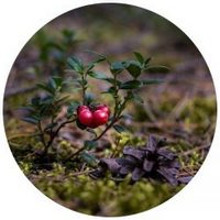 Vaccinium Vitis-Idaea - Lingonberry