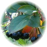 Aronia Melanocarpa
