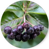 Chokeberry - Aronia Melanocarpa