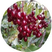 Chokeberry - Aronia Melanocarpa