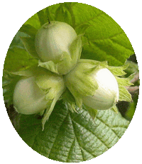 Avellana - Hazel Nut