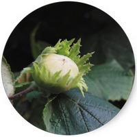 Avellana - Hazel Nut