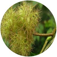 Corylus Ferox