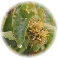 Avellano Turco - Turkish Hazel Nut