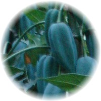 Babaco - Carica Pentagona