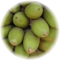 Bacuri: Platonia Insignis