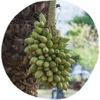 Bacuri: Platonia Insignis