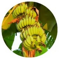 Musa Paradisiaca