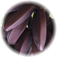 Musa Acuminata - Red Banana