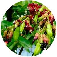 Averrhoa Bilimbi