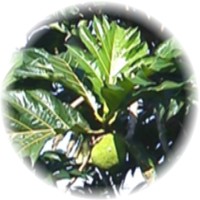 Brosimum: Brosimum Alicastrum - Maya Nut