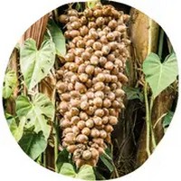 Brosimum: Brosimum Alicastrum