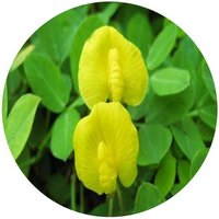 Arachis Duranensis - Sacha Mani