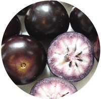 Caimito - Pouteria Caimito