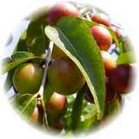 Camu Camu: Myrciaria Dubia