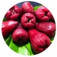 Camu Camu: Myrciaria Dubia