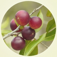 Camu Camu: Myrciaria Dubia