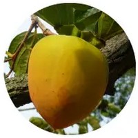 Diospyros Lotus - Date Plum