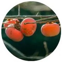 Diospyros Malabarica - Indian Persimmon