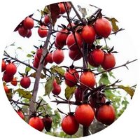 Diospyros Rhombifolia