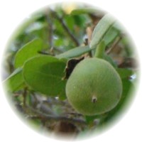 Diospyros Texana