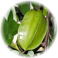 Carambola: Averrhoa Carambola