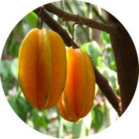 Carambola: Averrhoa Carambola
